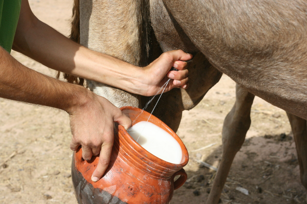 Lait de chamelle pour la santé 