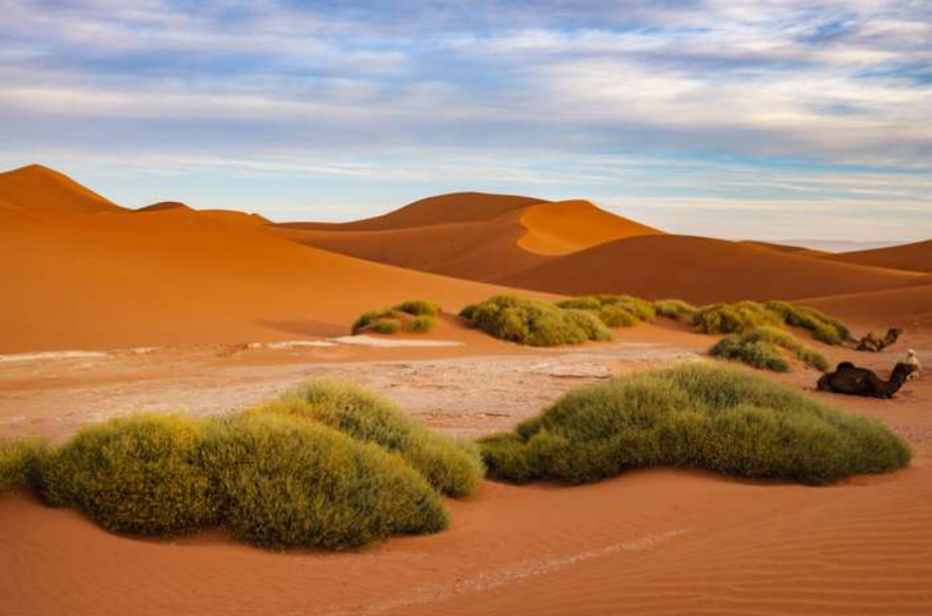 Les plantes médicinales du désert: leurs propriétés surprenantes pour la santé et la beauté.