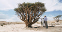 Arbre à encens